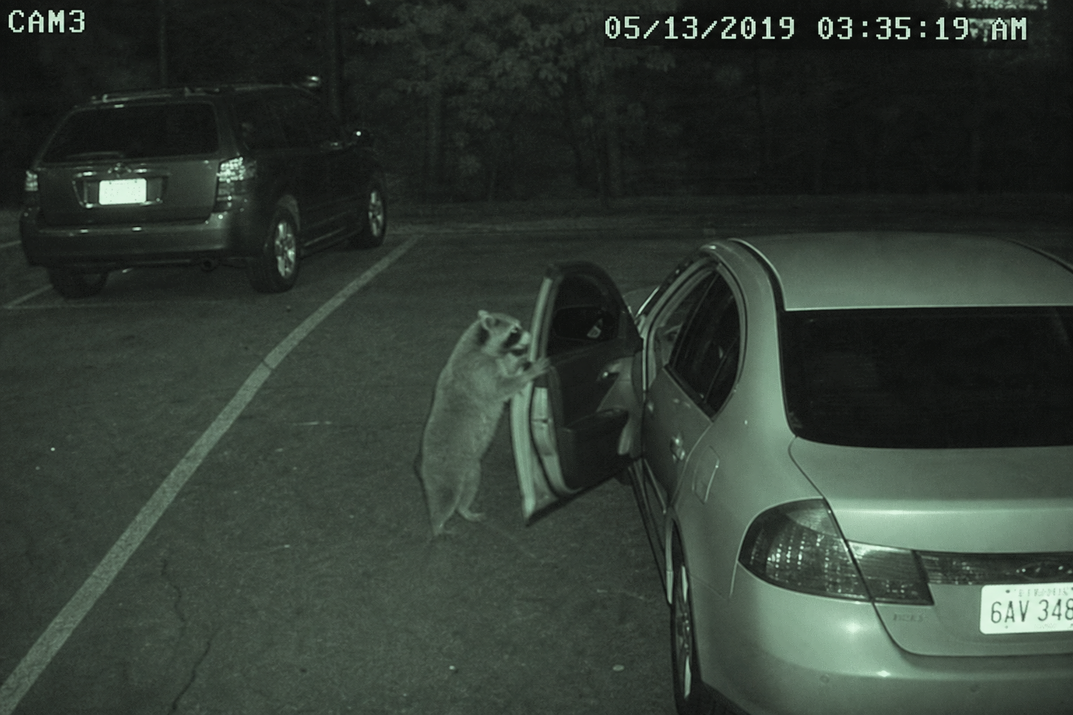 Caméra de surveillance nocturne capturant un raton laveur ouvrant une portière de voiture